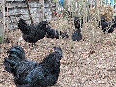 12 Pure Ayam Cemani Indonesia Fresh Fertilized Chick Hatching Black Chicken Eggs