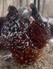 12++English Jubilee/Porcelain Orpington Hatching Eggs NPIP + AI Clean Flock