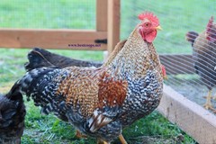 6+ Fertile Bantam Bielefelder Chicken Hatching Eggs