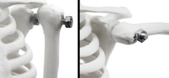 Miniature Human Skeleton Model, 17.5″ Tall – Eisco Labs