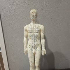 Male Acupuncture Model 20″ with Base Support Arm Chinese + English Points NIB