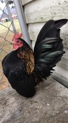 9 + 3 SQ Fresh Serama Hatching Eggs Splash Blue Black Chocolate Mottled! NPIP