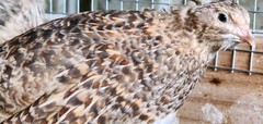10+ Extras**RARE COLORS** COTURNIX QUAIL HATCHING EGGS