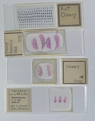 Embryology Microscope Slide Set 25 – aquatic, amphibian, chick, and mammal