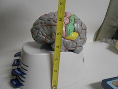 Human Brain Model Medical Doctor Office Display Teaching Education Study Science