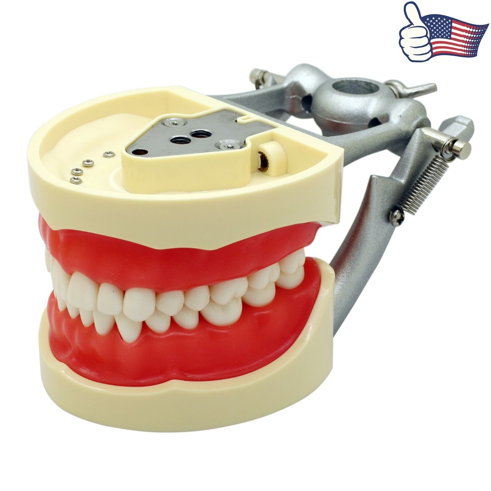 US Kilgore Nissin 200 Type Dental Typodont Model 32pcs Removable Teeth