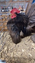9 + 3 SQ Fresh Serama Hatching Eggs Splash Blue Black Chocolate Mottled! NPIP