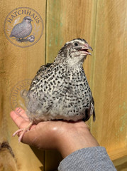 10+ JUMBOS RARE COLORS Coturnix Quail Hatching eggs – FREE SHIPPING