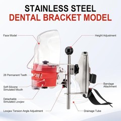 Dental Typodont Teeth Model Dental Simulator Dental Mannequin Implant Head Model