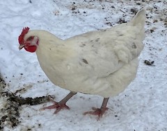 12 Fresh and Fertilized Barnyard Mix Rainbow Assortment Chicken Hatching Eggs!