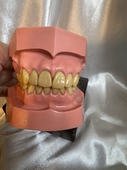 Nissin G.O.F.A. Typodont Natural Study Model D-2501 for Dentistry Lab