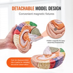 VEVOR Human Brain Model Anatomy Teaching Brain Model 4-Part Labeled 2X Enlarged