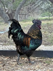 10+ Rare Breed Chicken Fertile Hatching Eggs Orpington, Cochin, Sweddish Flower