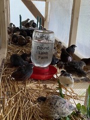 24 Fertile Button Quail Hatching Eggs – Variety of Colors – Shipped in Foam