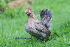 8+ Fertile Show Quality Serama Chicken Hatching Eggs