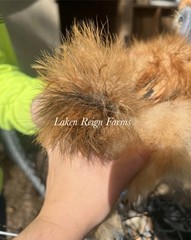 6 Silkie Calico Splash/Calico Paint Project Pen Hatching Eggs NPIP/AI