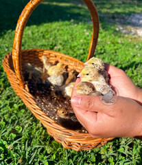12 RAINBOW RARE COLORS Coturnix quail hatching eggs mixed variety FREE SHIPPING