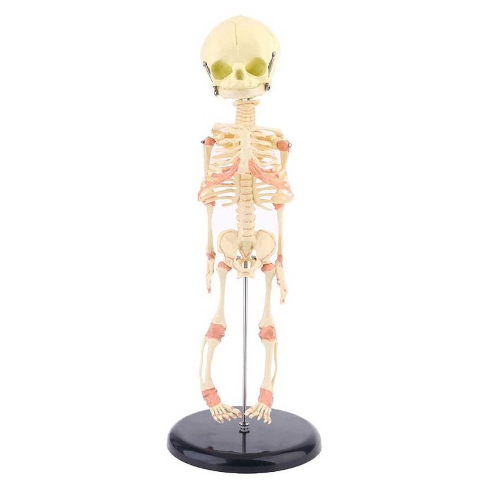Creepy FETAL HUMAN BABY SKELETON REPLICA w/STAND-Jaw Opens-Halloween Horror Prop