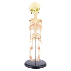 Creepy FETAL HUMAN BABY SKELETON REPLICA w/STAND-Jaw Opens-Halloween Horror Prop