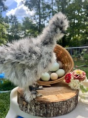 6 Silkie Calico Splash/Calico Paint Project Pen Hatching Eggs NPIP/AI
