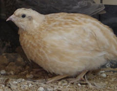 12+ Coturnix Quail Hatching Eggs, Fun Colors, NPIP, Free Shipping
