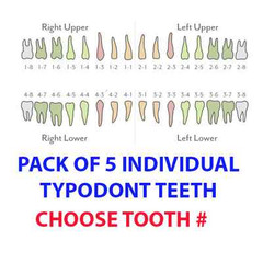 IVORINE TEETH FOR TYPODONT 860 – 5 OR 10 PACK OF SINGLE TOOTH #