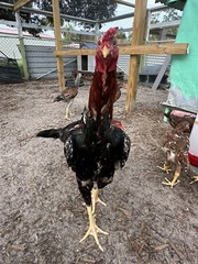 1 Indio Gigante hatching eggs Brazil. NPIP~ AI TALLEST CHICKEN BREED IN WORLD 🌎