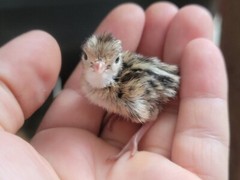 12 Fertile Coturnix Quail Hatching Eggs