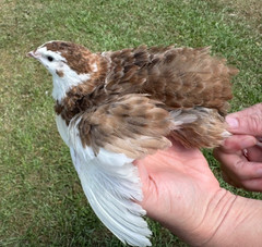 100+ RARE COLORS Coturnix Quail Hatching Eggs NPIP AI Free