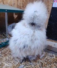6+ Fertile Bantam Silkie Chicken Hatching Eggs. Frizzles/ Satins Possible.