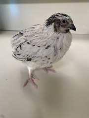 36 – Jumbo Pearl Fee – Coturnix Quail Hatching Eggs – Rare Color