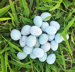 50 + Celadon Coturnix Quail Hatching Eggs (Blue Egg Layers)