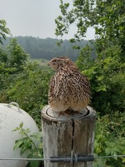 67+ KINGsBROWN XL. JUMBO brown coturnix quail hatching eggs,
