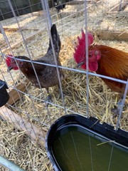 8 + Mug, Pumpkin, Blue, Black, RQ cross chicken hatching eggs
