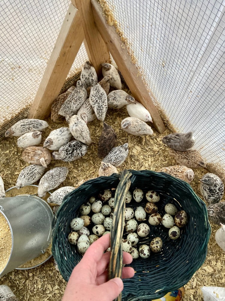 ALL COLORS – 36 Coturnix Quail Fertile Hatching Eggs – 3 Dozen SHIPPED IN FOAM