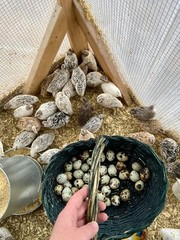 ALL COLORS – 36 Coturnix Quail Fertile Hatching Eggs – 3 Dozen SHIPPED IN FOAM