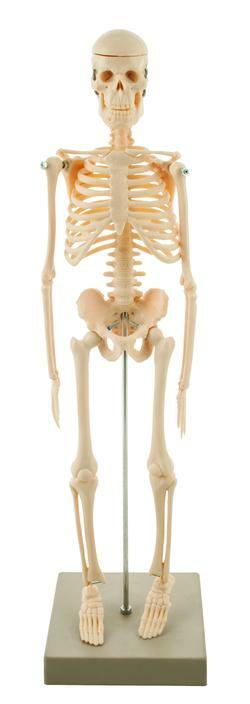 Miniature Human Skeleton Model, 17.5″ Tall – Eisco Labs