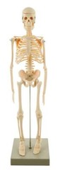 Miniature Human Skeleton Model, 17.5″ Tall – Eisco Labs