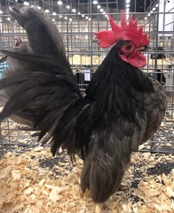 9 + 3 SQ Fresh Serama Hatching Eggs Splash Blue Black Chocolate Mottled! NPIP