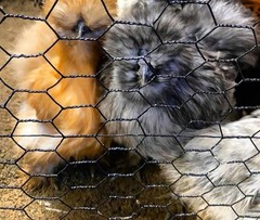 6 Silkie Calico Splash/Calico Paint Project Pen Hatching Eggs NPIP/AI
