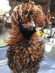 Several Varieties Polish Frizzle Hatching Eggs 15+NPIP