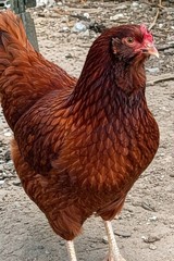 12 Fibro Easter Eggers