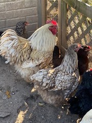 12+ Mix Chicken Hatching Eggs Ameraucans Orpingtons Wyandotte Maran Giant Cochin