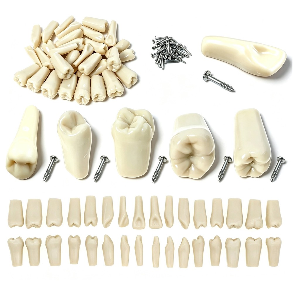 US 32Pcs Dental Individual Replacement Teeth Fits Columbia 860 Typodont Model