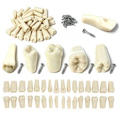 US 32Pcs Dental Individual Replacement Teeth Fits Columbia 860 Typodont Model