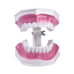 Dental Typodont Teeth Model with Braces Orthodontic Teaching Patient Demo Study