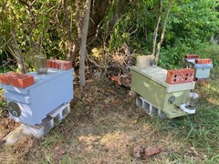 Live Caucasian Honey Bee Queen 50% * Mated, Marked & Laying * Ships 7-6-2026