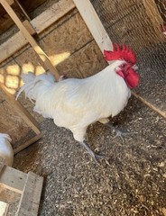 6+ American Bresse FRESH & FERTILE Hatching Eggs