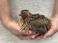 60+ Fertile Jumbo Multi Color Coturnix Quail Hatching Eggs