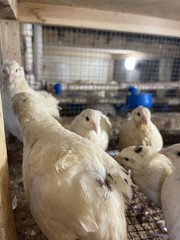 25++ Fertile Jumbo Wild White Coturnix Quail Hatching Eggs